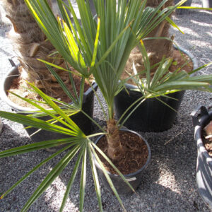 Trachycarpus Fortunei - Kenderpálma