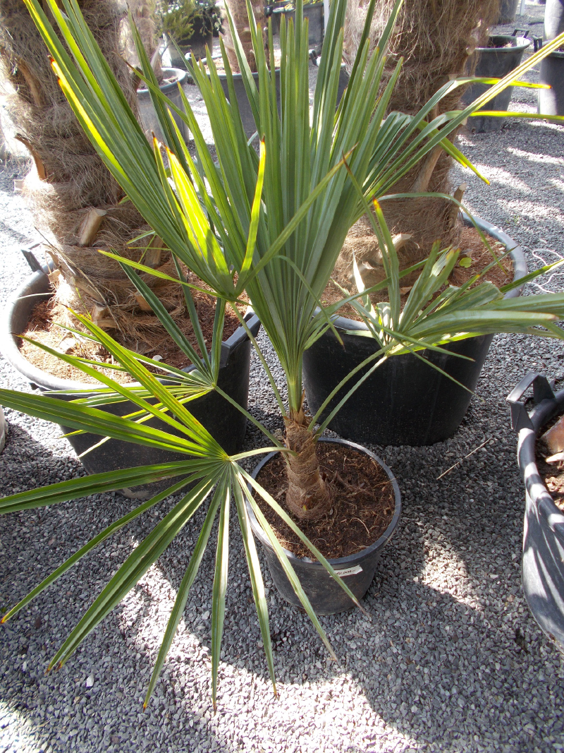 Trachycarpus Fortunei - Kenderpálma