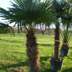 Trachycarpus fortunei - Kenderpálma törzs 200cm