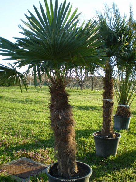 Trachycarpus fortunei.jpg