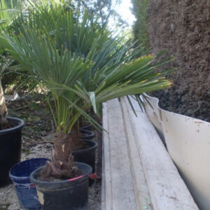Trachycarpus Fortunei - Kenderpálma 40cm törzs