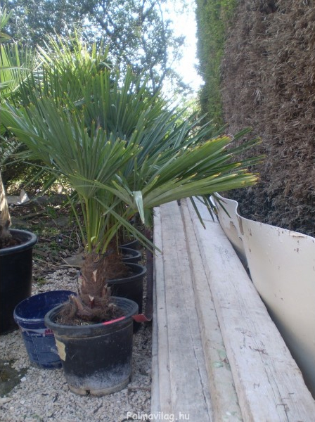 Trachycarpus Fortunei - Kenderpálma 40cm törzs