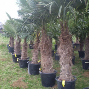 Trachycarpus fortunei 100-cm -17 FOKIG FAGYTŰRŐ - Kenderpálma