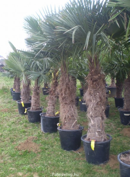 Trachycarpus fortunei 100-cm -17 FOKIG FAGYTŰRŐ - Kenderpálma