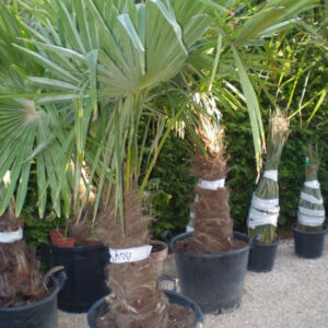 Trachycarpus Fortunei  90cm-törzs