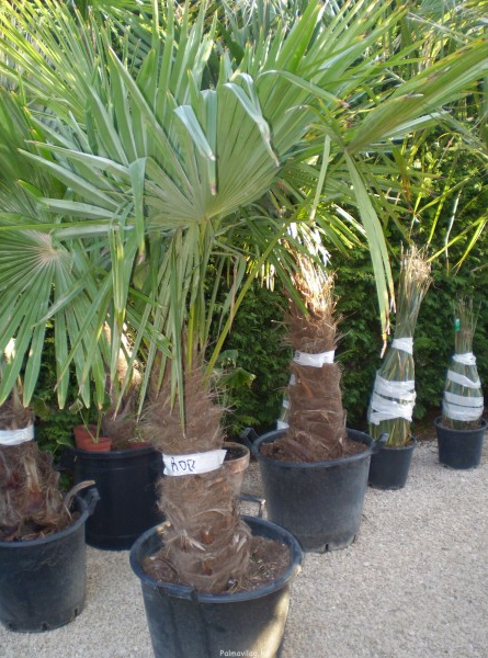Trachycarpus Fortunei  90cm-törzs