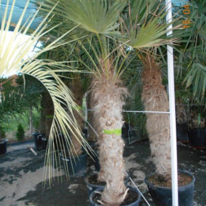 Trachycarpus fortunei törzs 140 cm