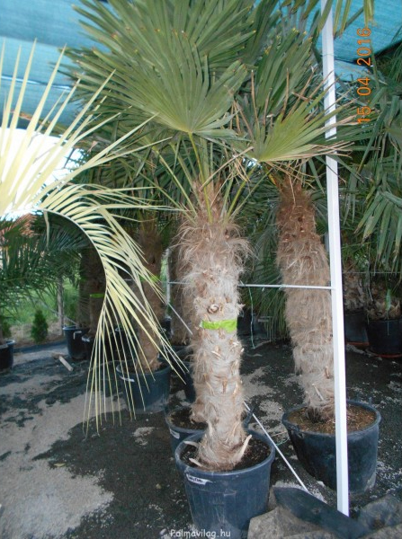 Trachycarpus fortunei törzs 140 cm