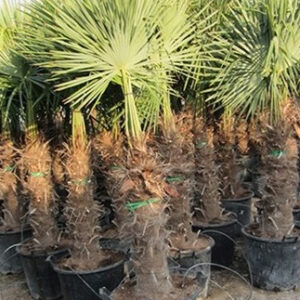 Trachycarpus fortunei törzs 140 cm