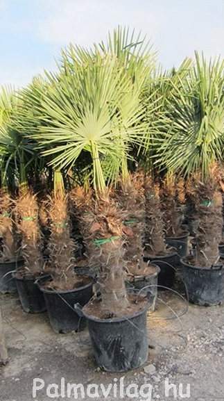 Trachycarpus fortunei_04.jpg_product