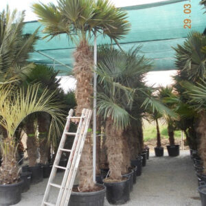 Trachycarpus fortunei - Kenderpálma törzs 200cm