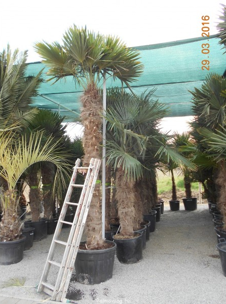 Trachycarpus fortunei - Kenderpálma törzs 200cm