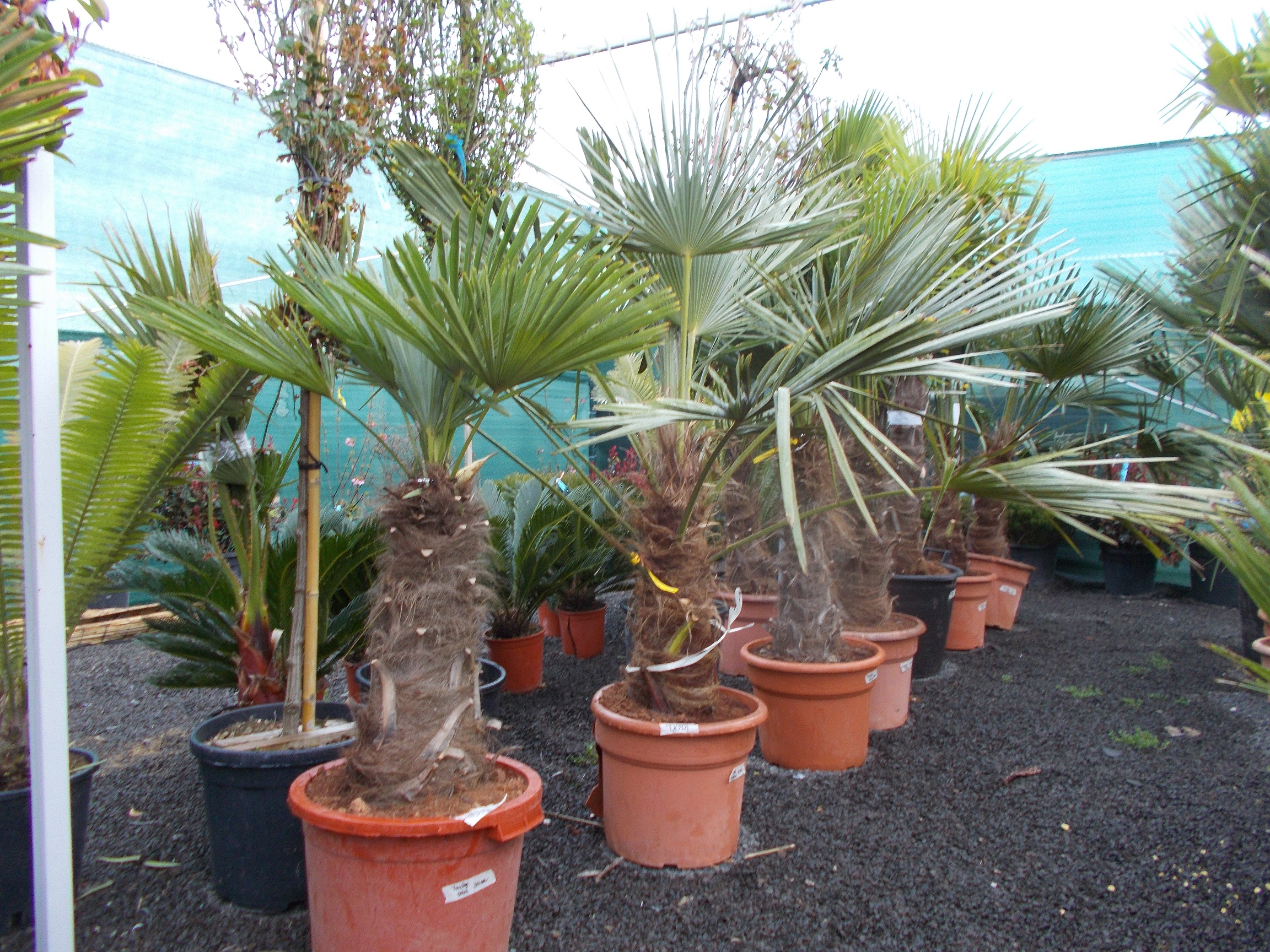 Trachycarpus Fortunei törzs 50cm - Kenderpálma ÚJ!