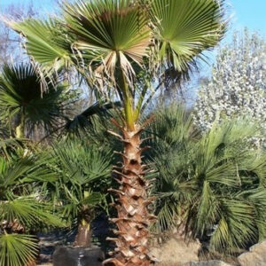 Washingtonia Filifera 100cm