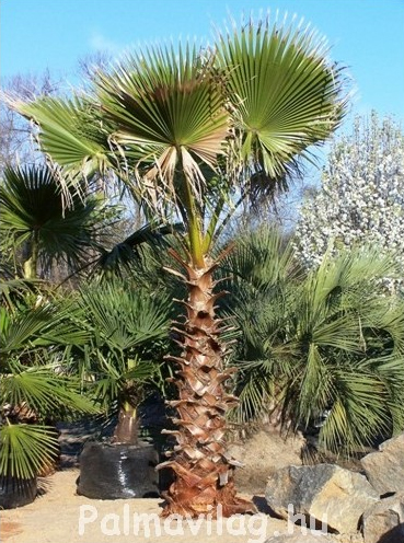 Washingtonia Filifera 100cm