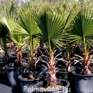 Washingtonia Filifera 60-cm