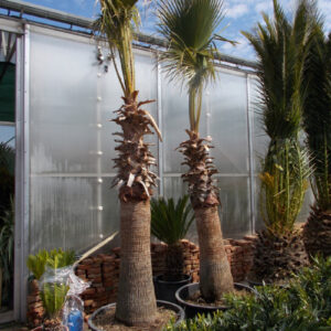 Washingtonia Robusta 180cm törzs