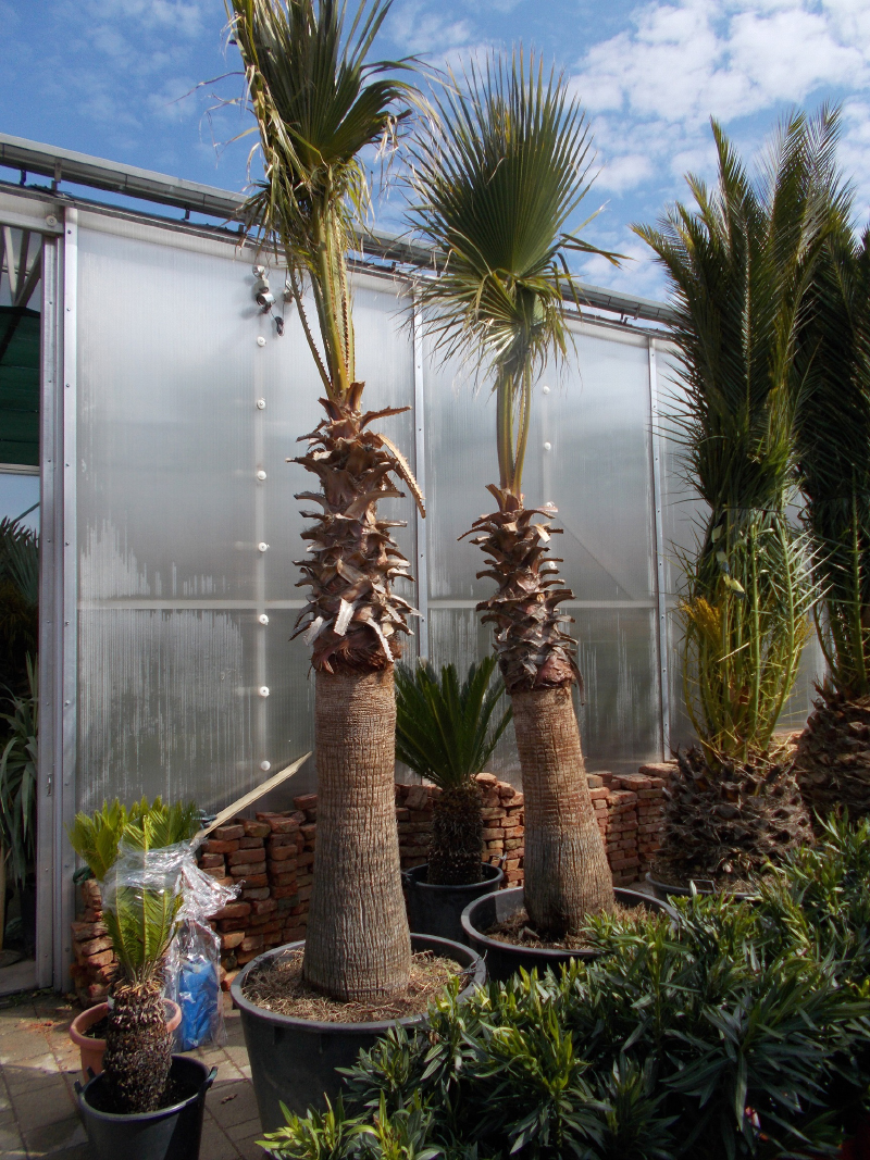 Washingtonia Robusta 180cm törzs
