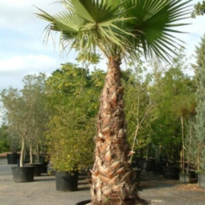 Washingtonia robusta120-130cm törzs