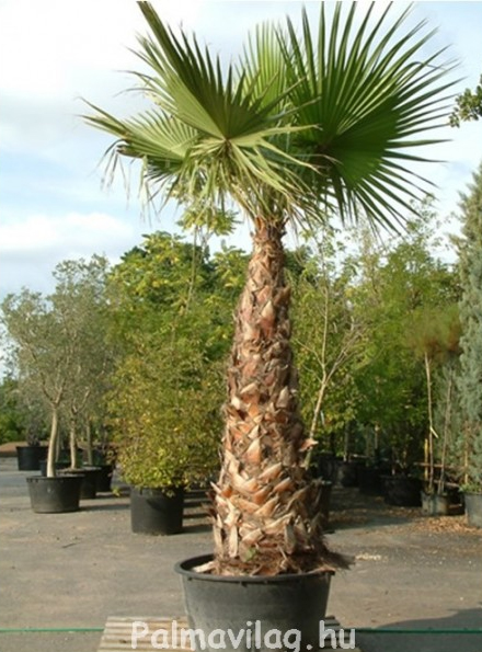 Washingtonia robusta120-130cm törzs