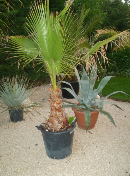 Washingtonia robusta 30cm törzs