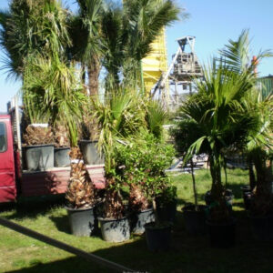 Washingtonia robusta120-130cm törzs