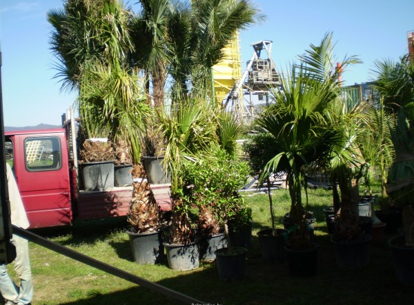 Washingtonia robusta.jpg_product