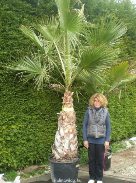 Washingtonia robusta.jpg_product