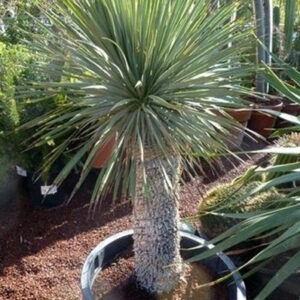 Yucca Rostrata 90-cm törzs