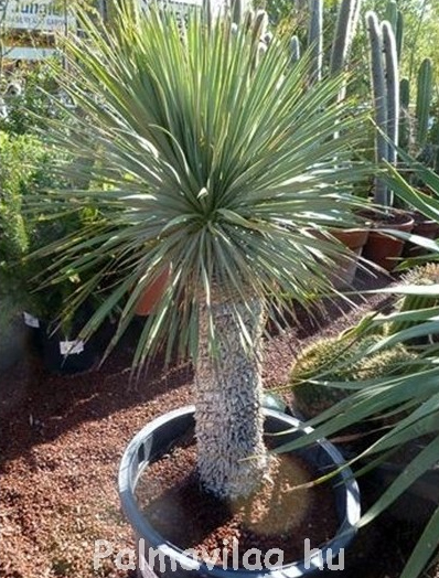 Yucca Rostrata 90-cm törzs