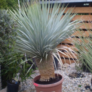 Yucca Rostrata
