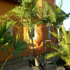 Archontophoenix alexandre 200-220cm