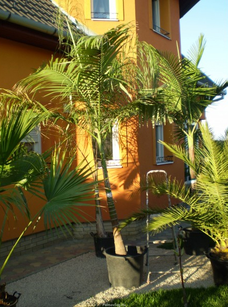 Archontophoenix alexandre 200-220cm