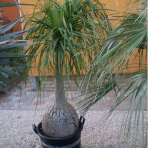 Beaucamea Recurvata teljes 140 cm