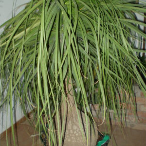 Beaucamea Recurvata teljes 140 cm