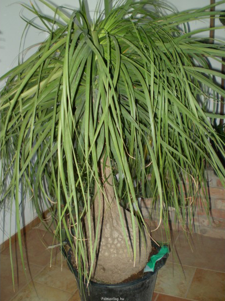 beaucamea-recurvata-40-60cm (3).jpg_product