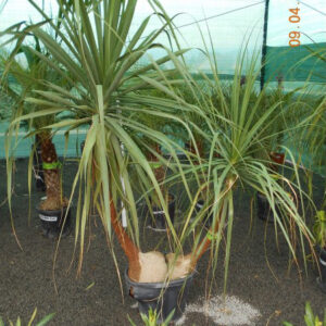 Beucarnea recurvata dupla