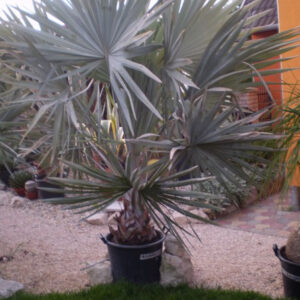 Bismarckia Nobilis törzs , teljes 225 cm