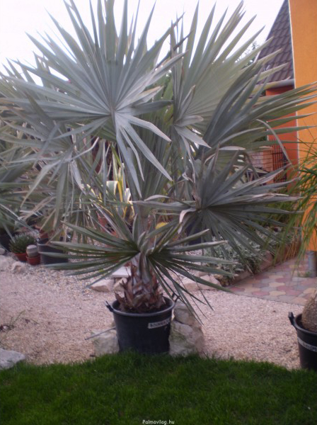 Bismarckia Nobilis törzs , teljes 225 cm