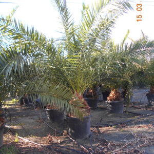 Phoenix canariensis 30-40