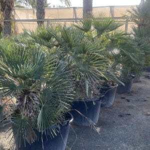 Chamaerops Humilis