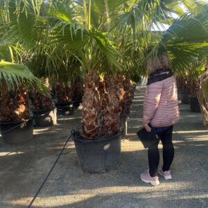 Washingtonia Robusta többtörzsű