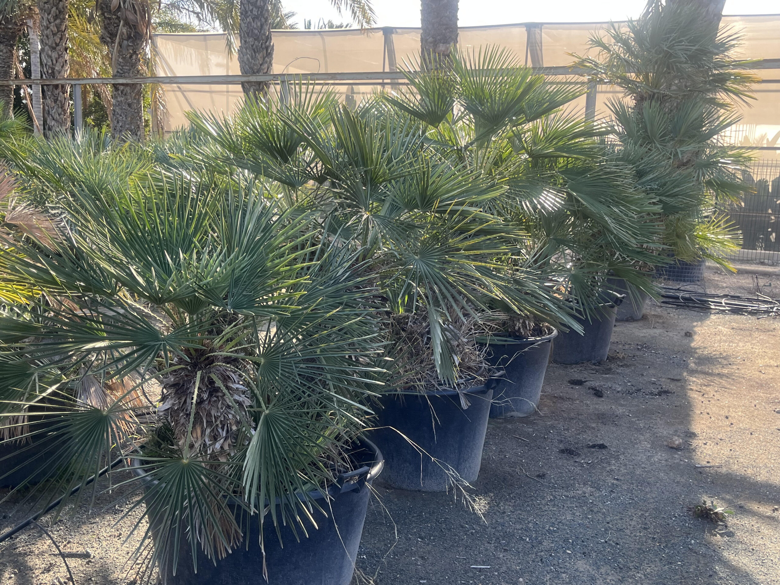 CHAMAEROPS HUMILIS