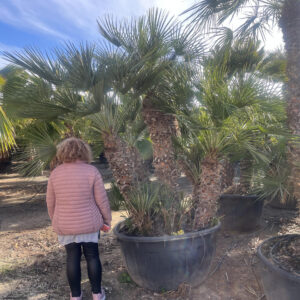 Chamaerops Humilis Sok törzsű