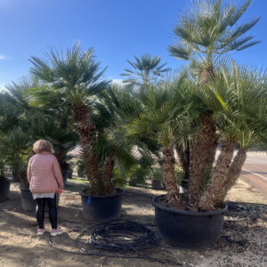 Chamaerops Humilis Sok törzsű