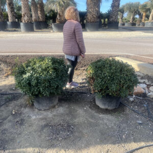 Pittosporum tobira nana